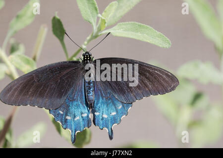 Pipevine Swallowtail Butterfly -  Battus philenor - May 2017, Los Angeles, California USA Stock Photo