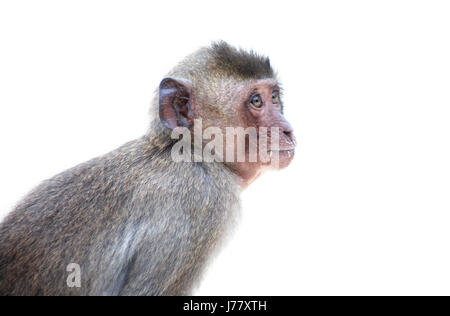 Alone nice wild monkey on white background with free space Stock Photo