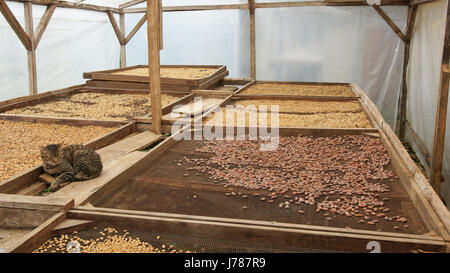 Drying of cocoa and coffee beans, Sao Tome and Principe, Africa Stock Photo