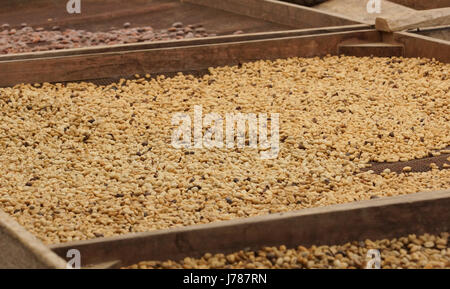 Drying of cocoa and coffee beans, Sao Tome and Principe, Africa Stock Photo