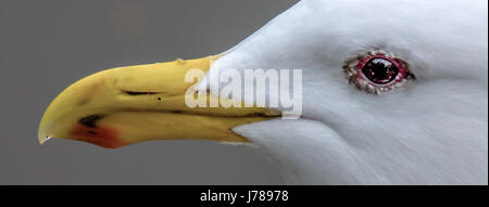 Close up of the head of a Glaucous Winged Gull.  Taken at Lost Lagoon in Stanley Park, Vancouver BC Stock Photo