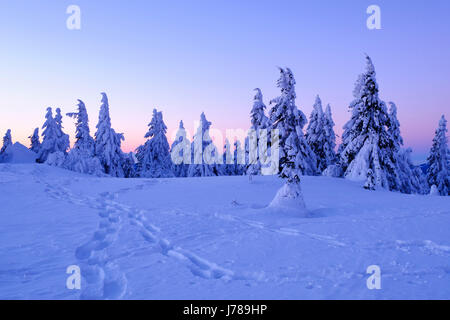 Morgendämmerung, verschneite Fichten, Großer Arber, Naturpark Bayerischer Wald, Niederbayern, Bayern, Deutschland Stock Photo