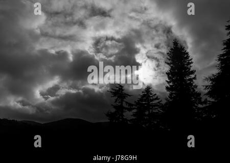 a monochrome picture featuring silhouettes of fir trees with a dramatic sky as the background. Stock Photo