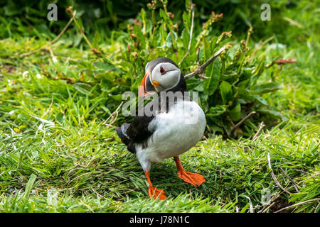 Close up of Atlantic Puffin, Fratercula arctica, standing in grass, Inner Farne, Farne Islands, Northumberland, England, UK Stock Photo
