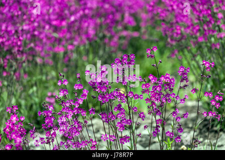 Sticky catchfly Lychnis viscaria Stock Photo