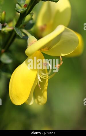 yellow ginsterbluete Stock Photo