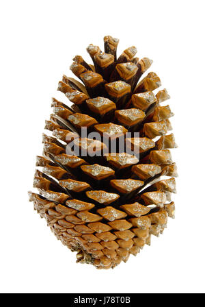 pinecone - pine cone 04 Stock Photo