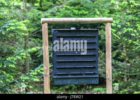 Bark beetle trap in spruce forest, insect trap Stock Photo