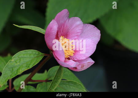 Pink flower with yellow stamens Stock Photo