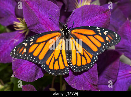 Dorsal view of a female Monarch butterfly, Danaus plexippus, feeding on ...