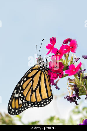 Monarch butterfly resting on magenta flowers, with light blue sky on background - with copy space on top Stock Photo