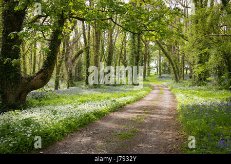 A small Country Road Leading Through Lush mature Forest in Ireland with dappled light and a carpet of bluebells Stock Photo