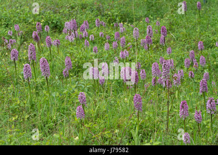 Hybrid monkey/lady orchids on hillside in Oxfordshire, UK Stock Photo