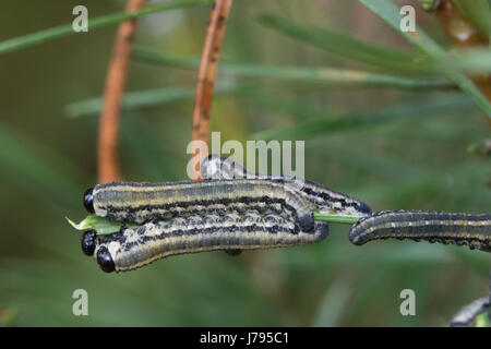 Larvae or caterpillars of the European pine sawfly (Neodiprion sertifer), also known as red pine sawfly Stock Photo