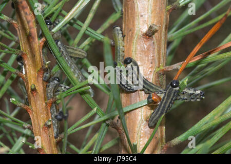 Larvae or caterpillars of the European pine sawfly (Neodiprion sertifer), also known as red pine sawfly Stock Photo