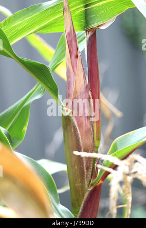 Glass gem heirloom corn reading for harvest Stock Photo