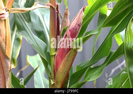 Glass gem heirloom corn ready for harvest Stock Photo