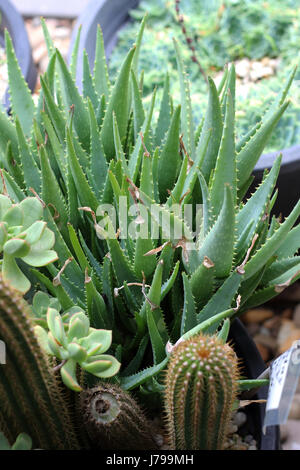 Varieties of cactus and succulents growing in a pot Stock Photo