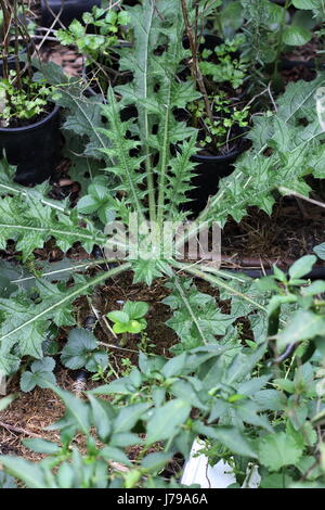 Cirsium vulgare - Spear Thistle growing wild on the ground Stock Photo