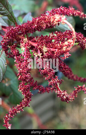 Amaranthus tricolor seeds or known as Red Amaranth Stock Photo