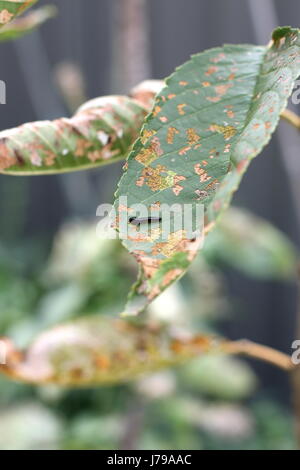 Pear and Cherry slug worm on cherry leaf Stock Photo