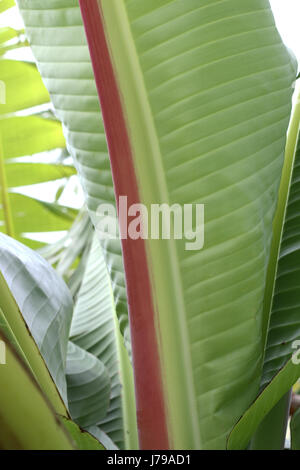 Close up of Ensete ventricosum, abyssinian banana palm leaf Stock Photo