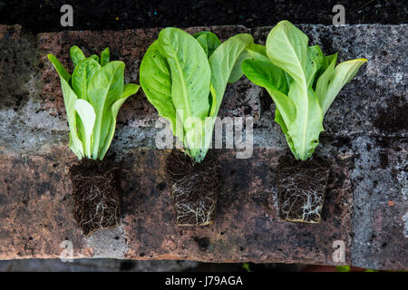 Lettuce seedlings on a wall awaiting planting. Stock Photo