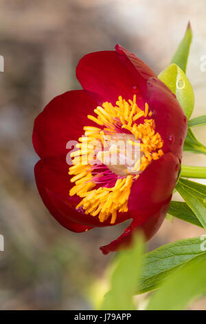 Red, bowl shaped flower of the summer flowering species peony, Paeonia peregrina var. romanica Stock Photo