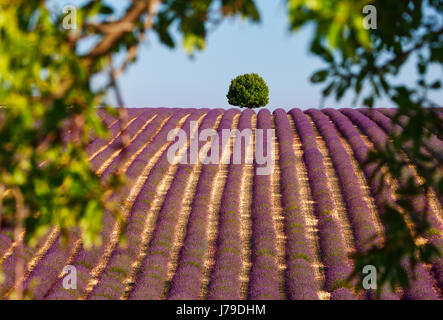 Tree in lavender field Stock Photo