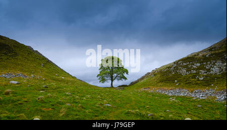 Sycamore Gap (Robin Hood's Tree), this part of the Wall was made famous from it's use in 'Robin Hood Prince of Thieves' starring Kevin Costner. Stock Photo