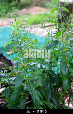 Andrographis paniculata thai herb  nickname 'king of herb' Stock Photo
