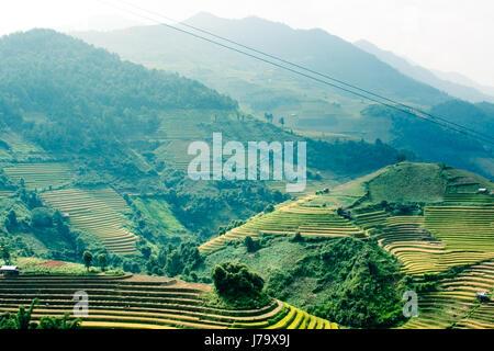 rice terrace in Mucangchai Vietnam Stock Photo