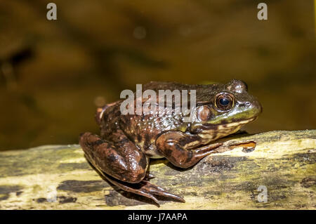 An invasive bullfrog at Stanley Park's Beaver Lake in Vancouver BC