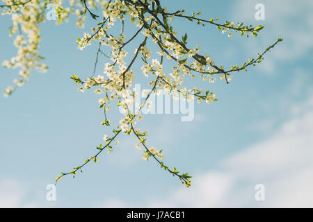 Sunlit cherry tree branch with blooming flowers against blue sky Stock ...