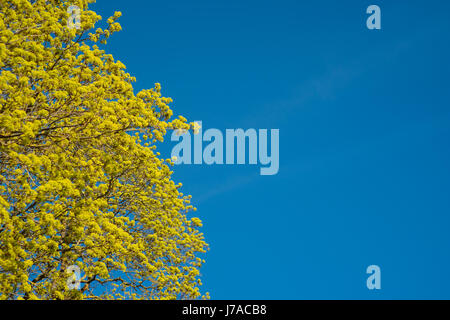 Blossoming branches of a maple tree in the spring against blue sky. Selective focus Stock Photo
