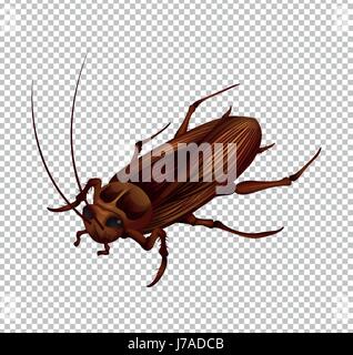 Cockroach on transparent background illustration Stock Vector