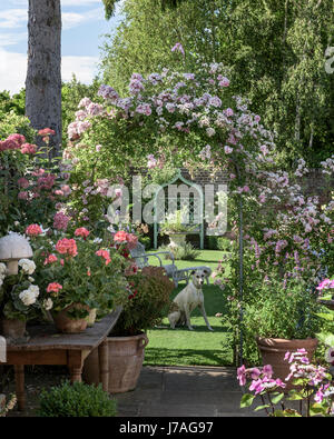 A lurcher sits beneath a rose arch in an english walled garden. Stock Photo