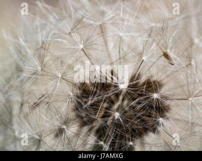A close up of a dandelion head in seed Stock Photo