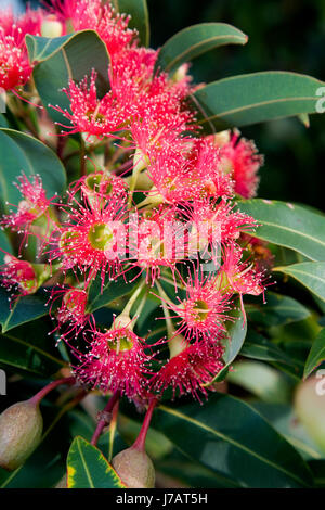 Red flowering gum (Corymbia ficifolia 'Orange Splendour' syn Stock ...