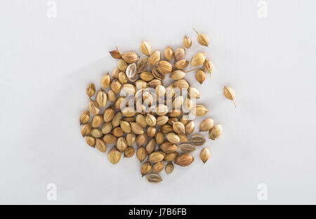 Coriander Seeds Stock Photo