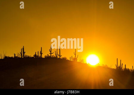 Sun At Sunrise In Desert With Saguaro Cactus Stock Photo