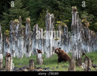 A brown bear sits amongst pilings at Taku Harbor, Alaska Stock Photo