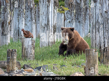 Grizzly Bear eating grass in Southeast Alaska Stock Photo