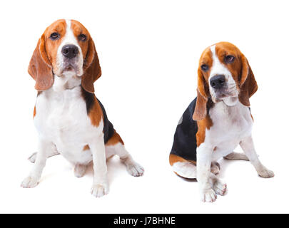 two beagle dogs sitting on white background use for animals and lovely pets and doggy theme Stock Photo