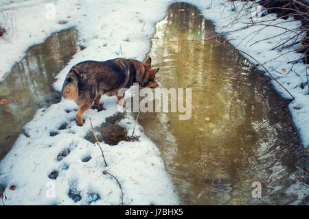 Dog walking in the forest in winter Stock Photo