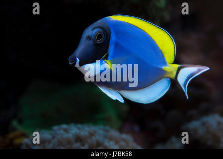 Fish is kind of cichlids swimming in water Stock Photo