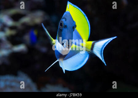 Fish is kind of cichlids swimming in water Stock Photo