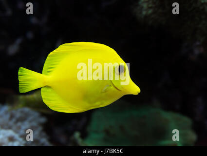 Fish is kind of cichlids swimming in water Stock Photo