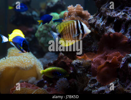 Fish is kind of cichlids swimming in water Stock Photo