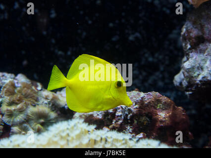 Fish is kind of cichlids swimming in water Stock Photo